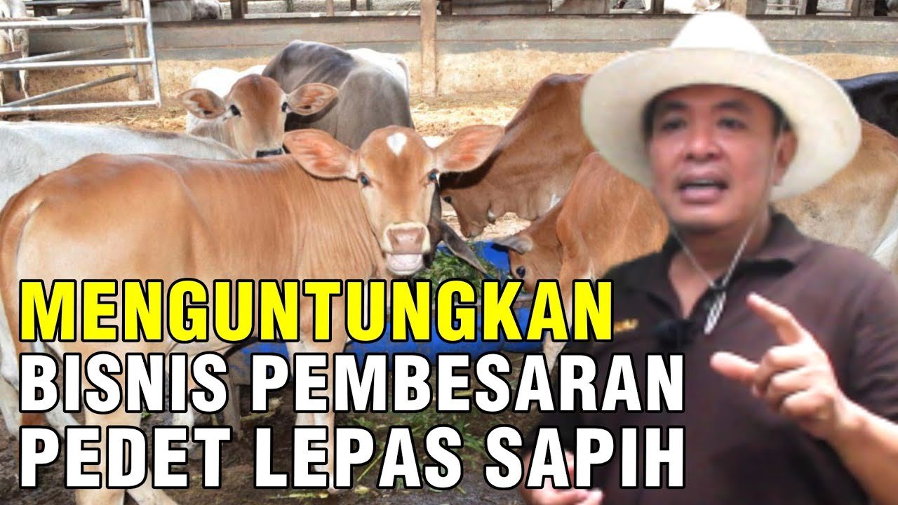 
                                 Bisnis-Menguntungkan-Pembesaran-Sapi-Pedet-Lepas-Sapih